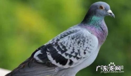 农村养什么赚钱,办个小型有机肥加工厂需投资多少?