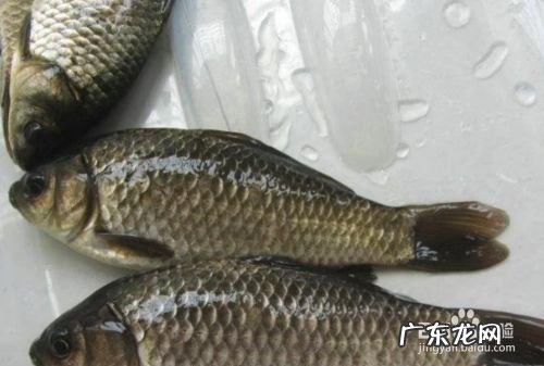 农村养什么赚钱,办个小型有机肥加工厂需投资多少?