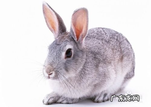 农村养什么赚钱,办个小型有机肥加工厂需投资多少?