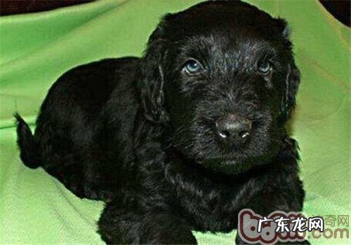 合适黑俄罗斯梗的能量饲料