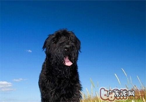 黑俄罗斯梗的性格特征