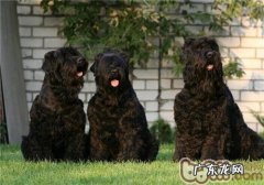 黑俄罗斯梗的形状特点