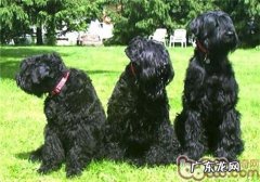 黑俄罗斯梗的种类介绍