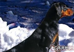 褐黑色猎松鼠犬的喂养关键点