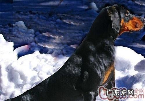 褐黑色猎松鼠犬的喂养关键点