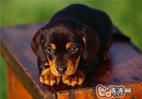 褐黑色猎松鼠犬的性格特征