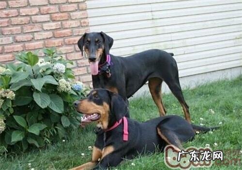 褐黑色猎松鼠犬的形状特点