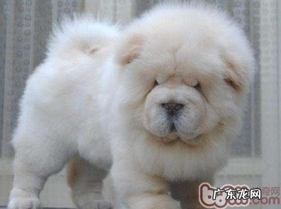 松狮的喂养关键点