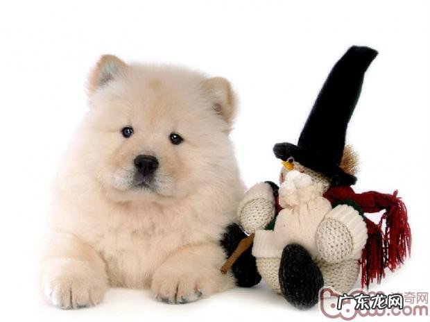 松狮的性格特征