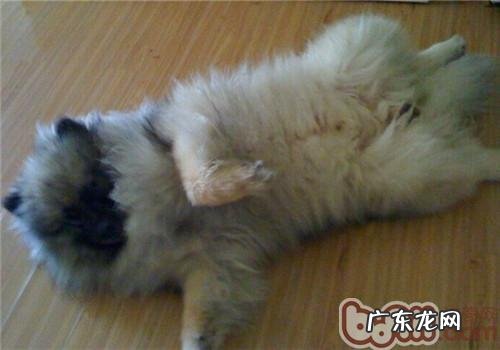 荷兰毛狮犬的保养专业知识