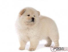 松狮狗的形状特点