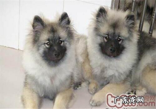 荷兰毛狮犬的性格特征