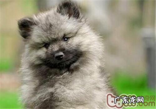 荷兰毛狮犬的形状特点