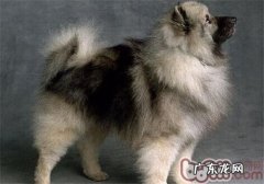 荷兰毛狮犬的种类介绍