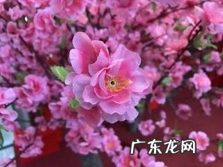 苹果7手机拍照技巧,苹果手机7plus怎么自拍?