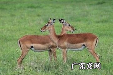 苹果7手机拍照技巧,苹果手机7plus怎么自拍?