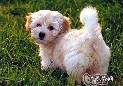 哈威那犬的保养专业知识