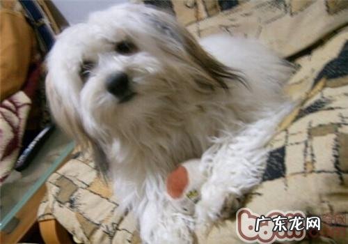 哈威那犬的形状特点