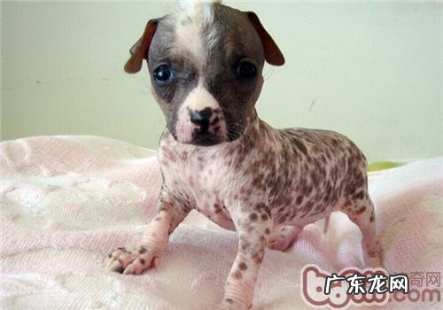 中国冠毛犬的喂养关键点