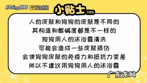 狗能用人的沐浴露吗,临时给狗狗洗澡用什么?