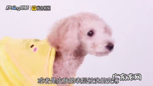 狗能用人的沐浴露吗,临时给狗狗洗澡用什么?