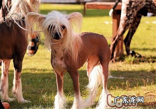 中国冠毛犬的保养专业知识