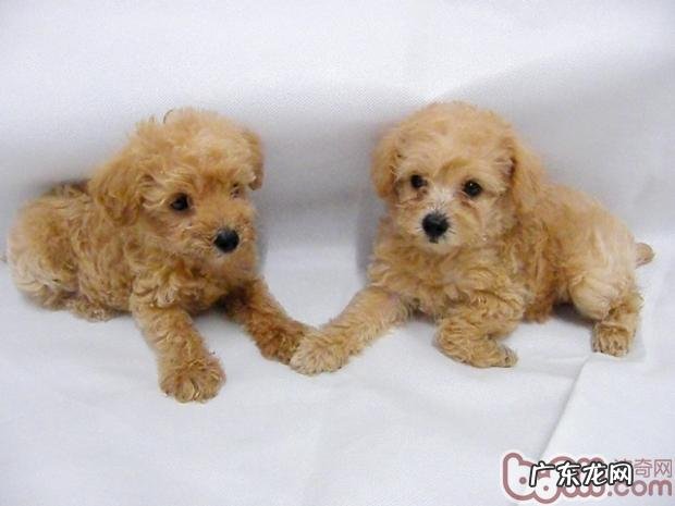 泰迪犬的种类介绍