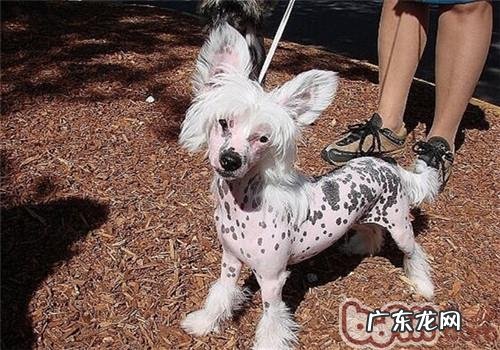 中国冠毛犬的形状特点