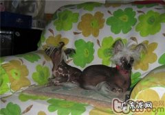 中国冠毛犬的种类介绍