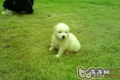 萨摩耶犬的保养专业知识