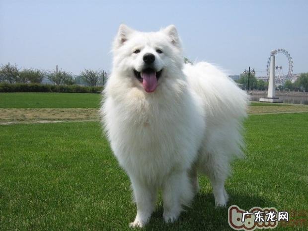 萨摩耶犬的性格特征