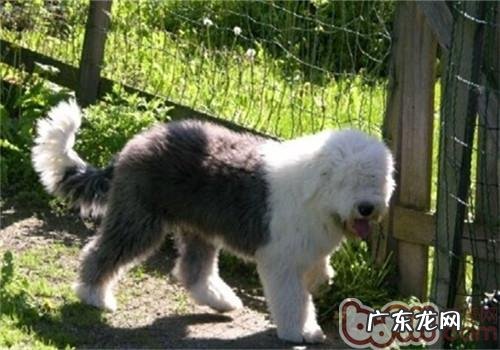 美国古代牧羊犬的保养专业知识