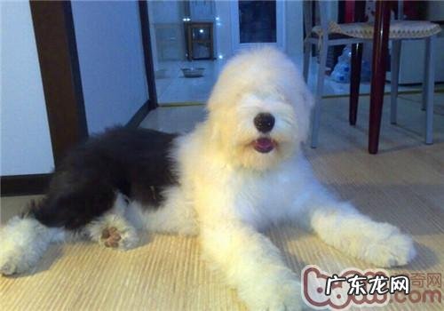 美国古代牧羊犬的性格特征