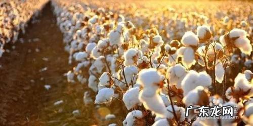 溶解口香糖最快的办法,如何去除口香糖的残胶?