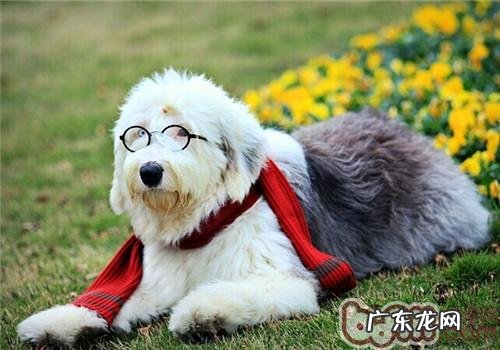 美国古代牧羊犬的形状特点