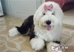 美国古代牧羊犬的种类介绍