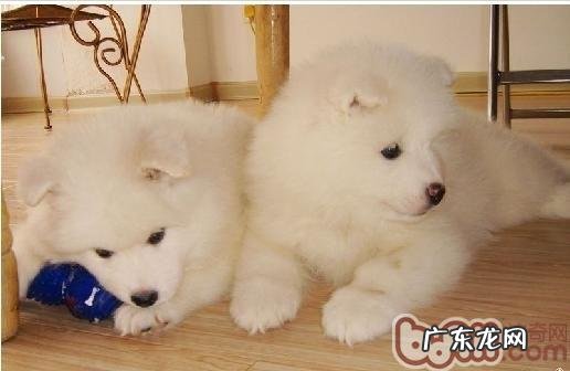 萨摩耶的种类介绍