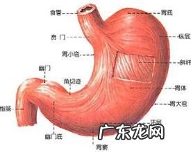 胃酸最快的治疗方法,吃什么菜不反酸对胃好？