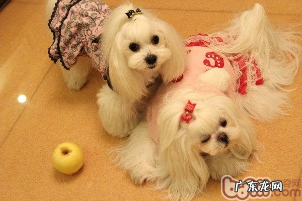 马尔济斯犬的喂养关键点