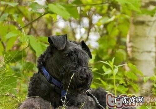 凯利蓝梗的性格特征