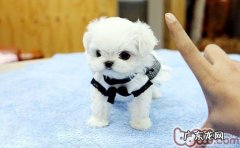 马尔济斯犬的性格特征