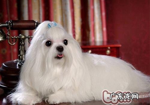 马尔济斯犬的种类介绍