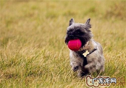 凯安梗的喂养关键点