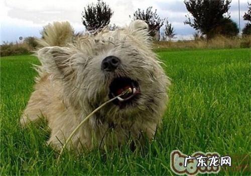 凯安梗的形状特点