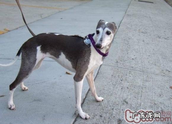 西班牙灵缇犬的护理知识