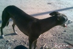 西班牙灵缇犬的性格特征