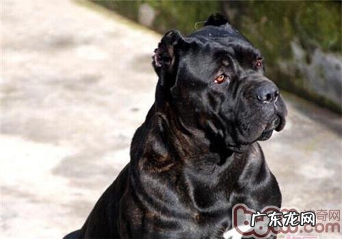 卡斯罗犬的喂养关键点