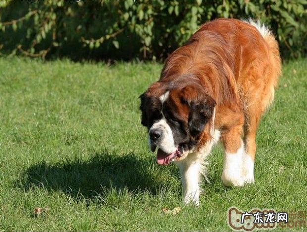 圣伯纳犬的喂养关键点