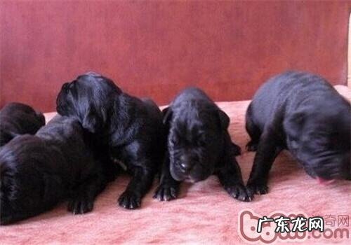 卡斯罗犬的性格特征