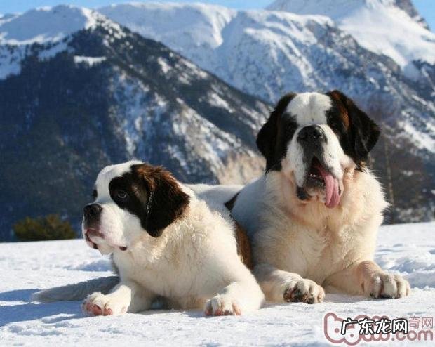 圣伯纳犬的性格特征